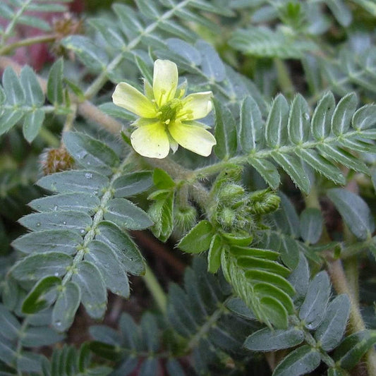 Puncture Vine; Caltrops Seeds (Tribulus terrestris)
