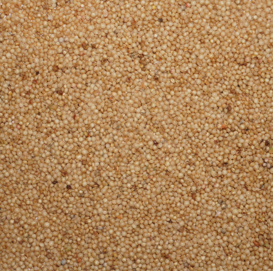 Orange Giant Amaranth Seeds (Amaranthus hypochondriacus)