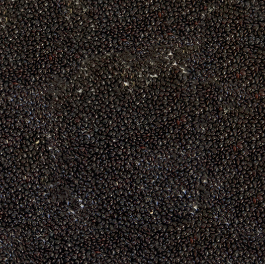 Joseph's Coat Perfecta Amaranth Seeds (Amaranthus tricolour)