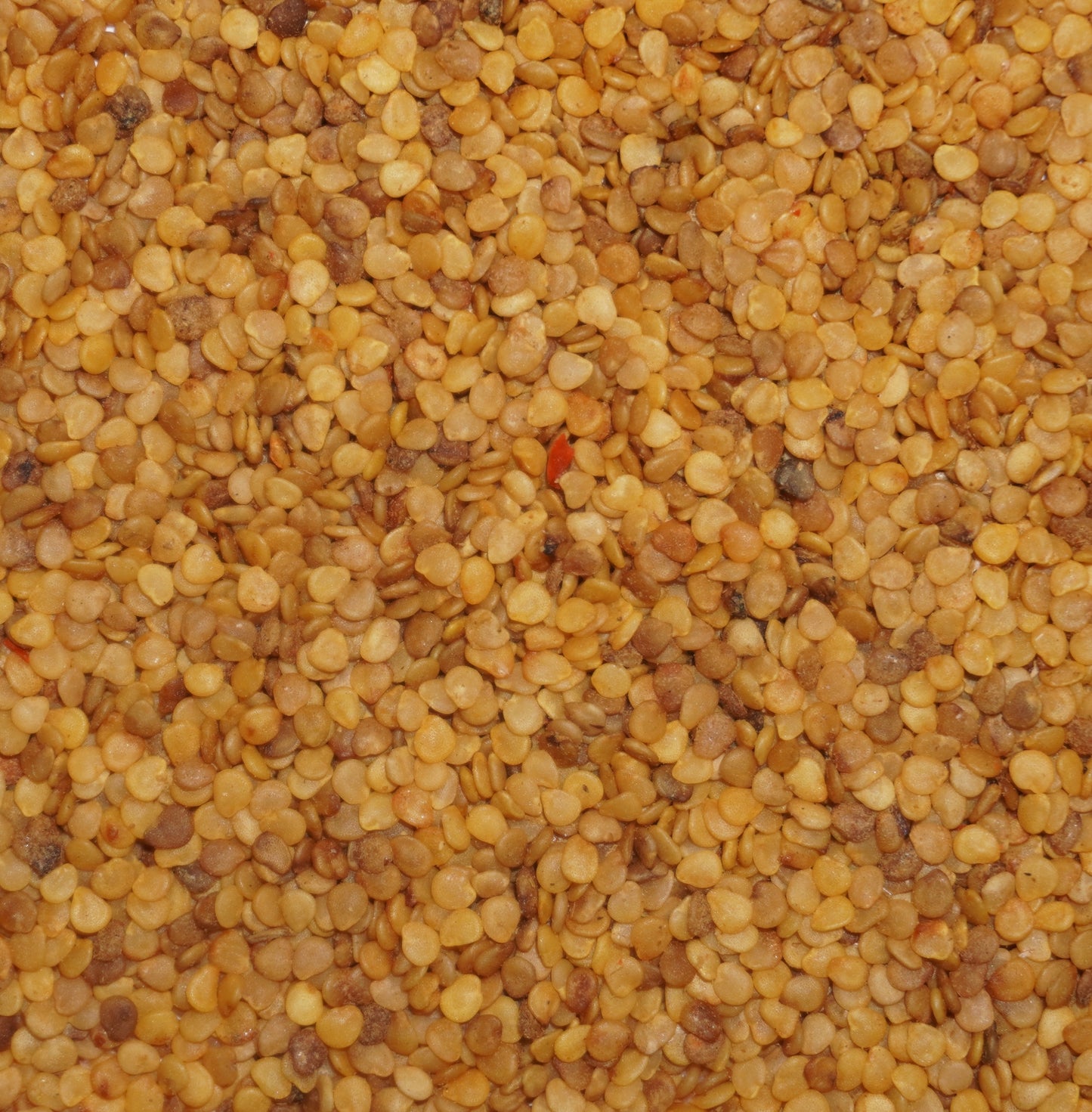 Ashwagandha Seeds (Withania somnifera)