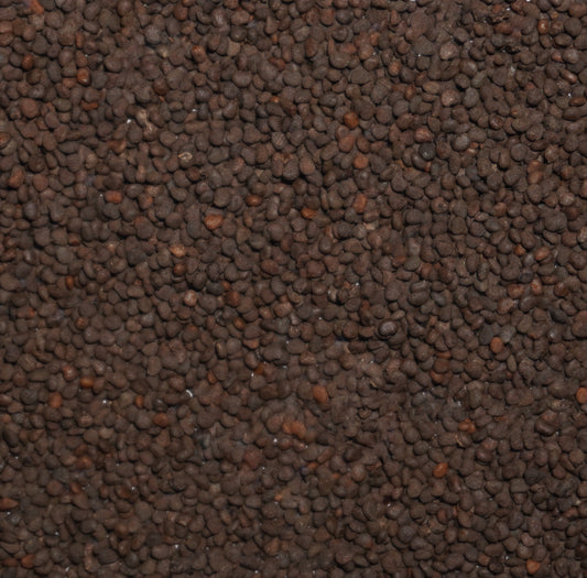 Belladonna Seeds (Atropa belladonna)