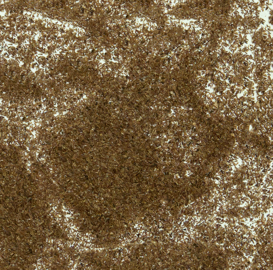 Australian Tea Tree Seeds (Melaleuca alternifolia)