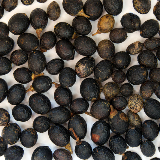Bay Laurel Seeds (Laurus nobilis)