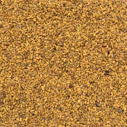 Black Elderberry Seeds (Sambucus nigra)