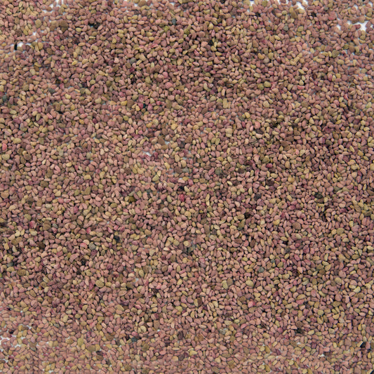 Black Raspberry Seeds (Rubus occidentalis)