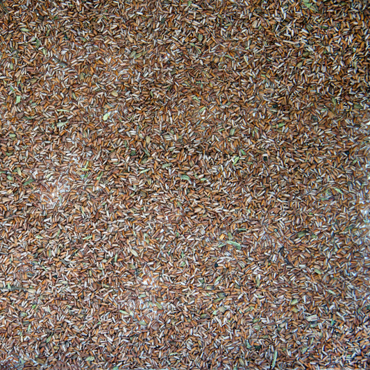 Blue Vervain Seeds (Verbena hastata)