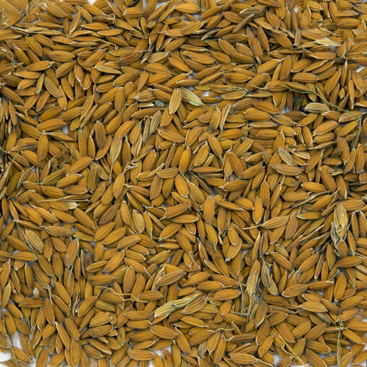 Rice Carolina Gold Seeds