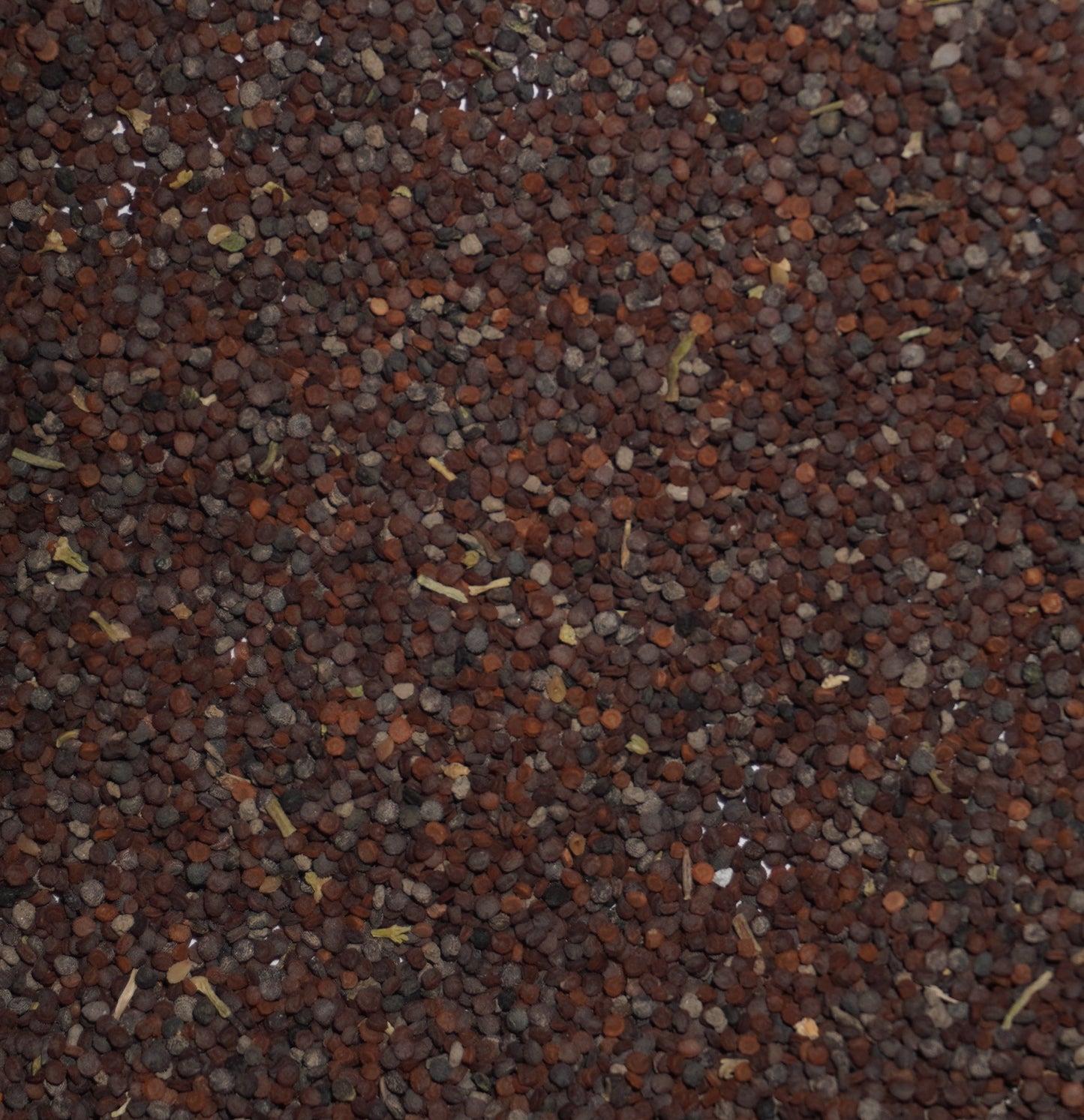 Chickweed Seeds (Stellaria media)