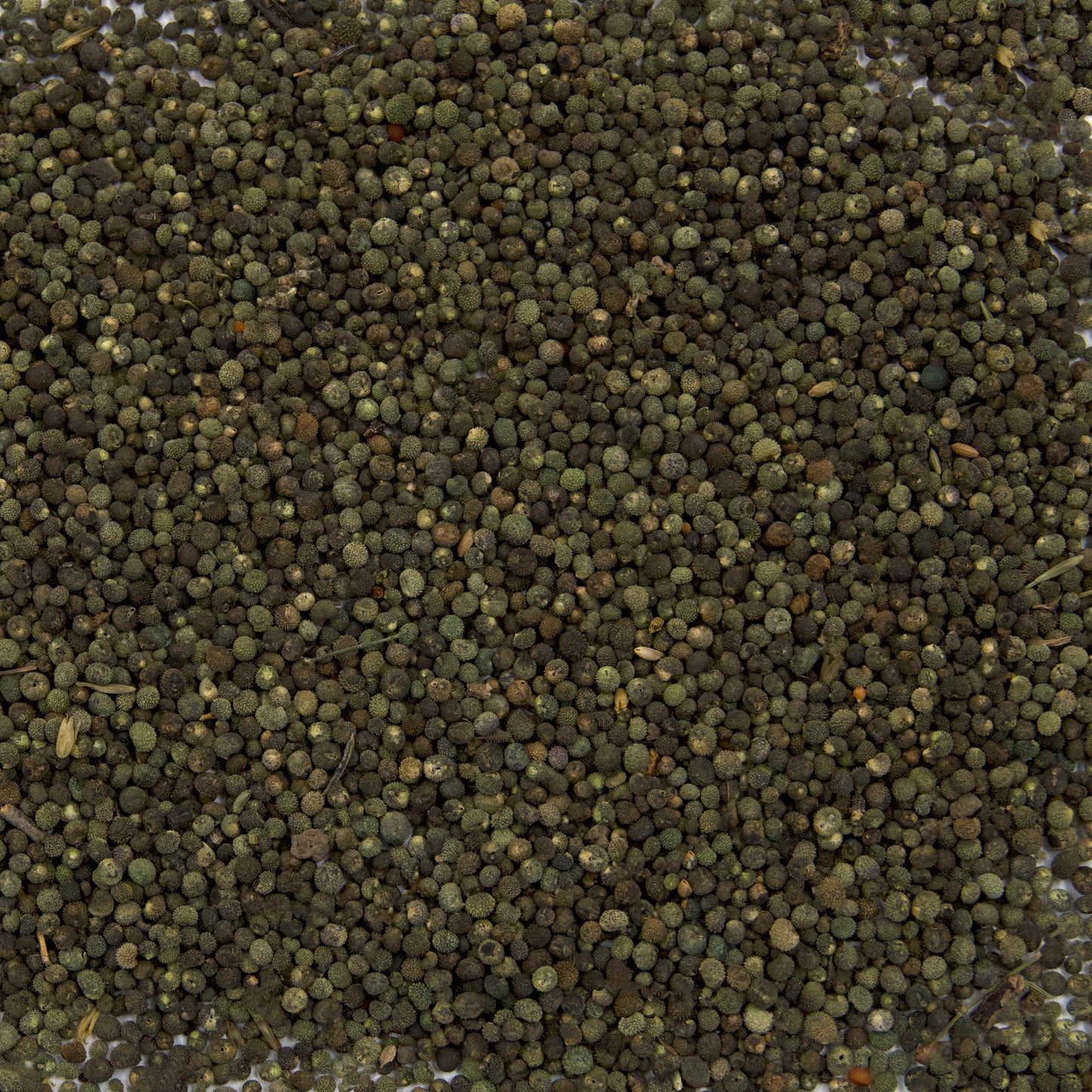 Cleavers Seeds (Galium aparine)