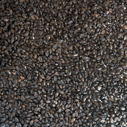 Comfrey Seeds (Symphytum officinale)