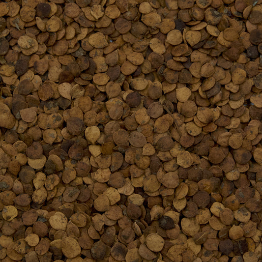 Cramp Bark Seeds (Viburnum opulus)