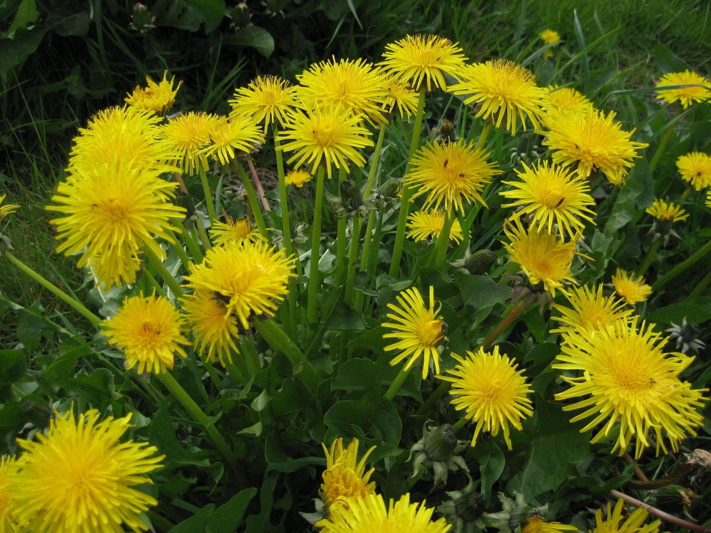 French Dandelion Seeds (Taraxacum officinale sativum 'Thick')