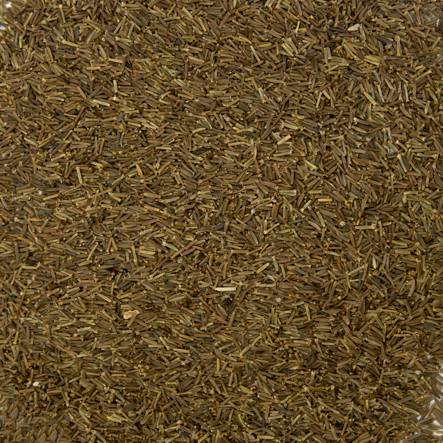 Elecampane Seeds (Inula helenium)