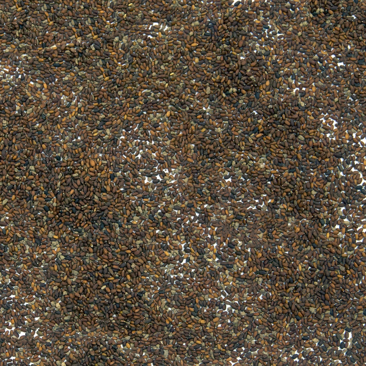 Ground Ivy Seeds (Glechoma hederacea)