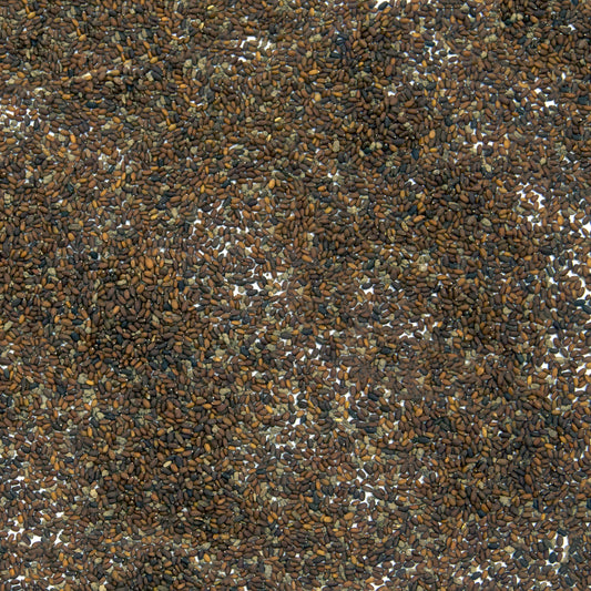 Ground Ivy Seeds (Glechoma hederacea)