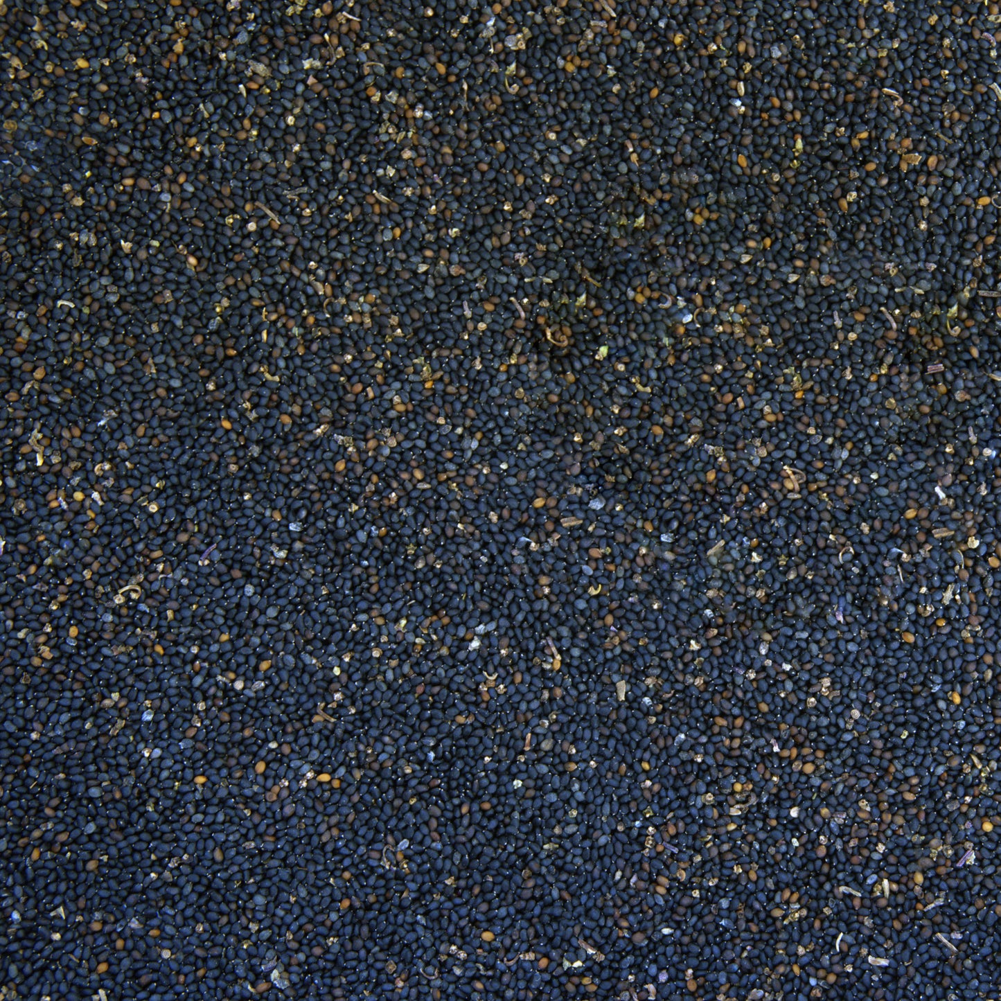 Holy Kaprao Basil Seeds; Rama Tulsi (Ocimum sanctum)