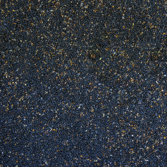 Holy Kaprao Basil Seeds; Rama Tulsi (Ocimum sanctum)