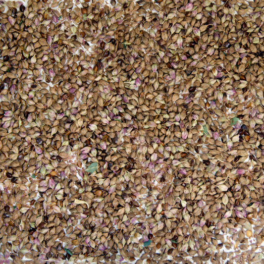 Japanese Indigo Seeds (Persicaria tinctoria)