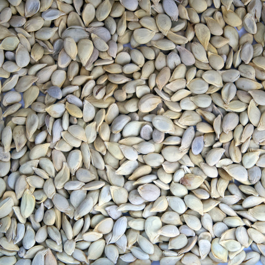 Key Lime Seeds (Citrus aurantifolia)