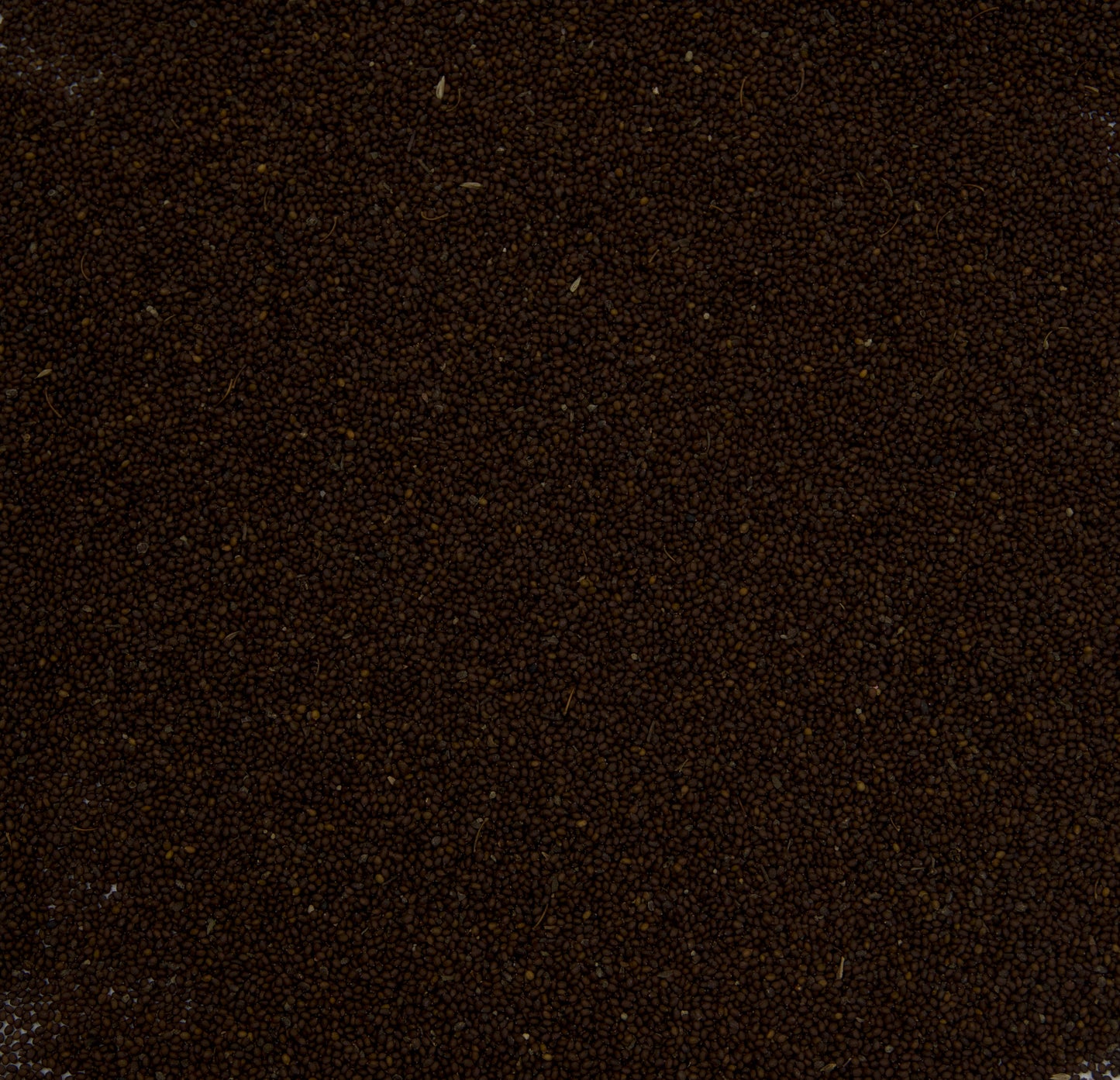 Krishna Tulsi Seeds; Red Holy Basil (Ocimum sanctum)