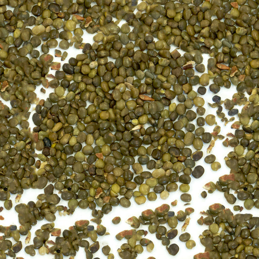 Licorice Plant Seeds (Glycyrrhiza glabra)