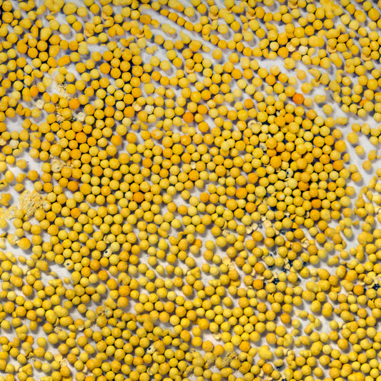 Rosanne Black Pearl Pelleted Lisianthus Seeds (Eustoma grandiflorum)