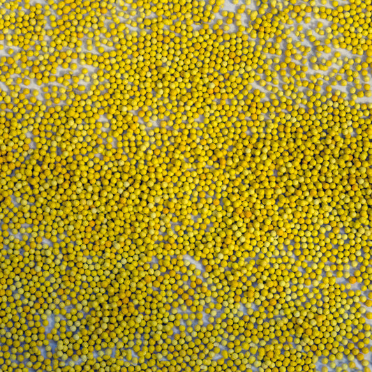 Rosanne Green Pelleted Lisianthus Seeds (Eustoma grandiflorum)