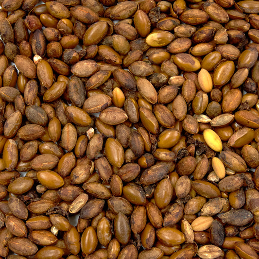 Miracle Fruit Seeds (Synsepalum dulcificum)