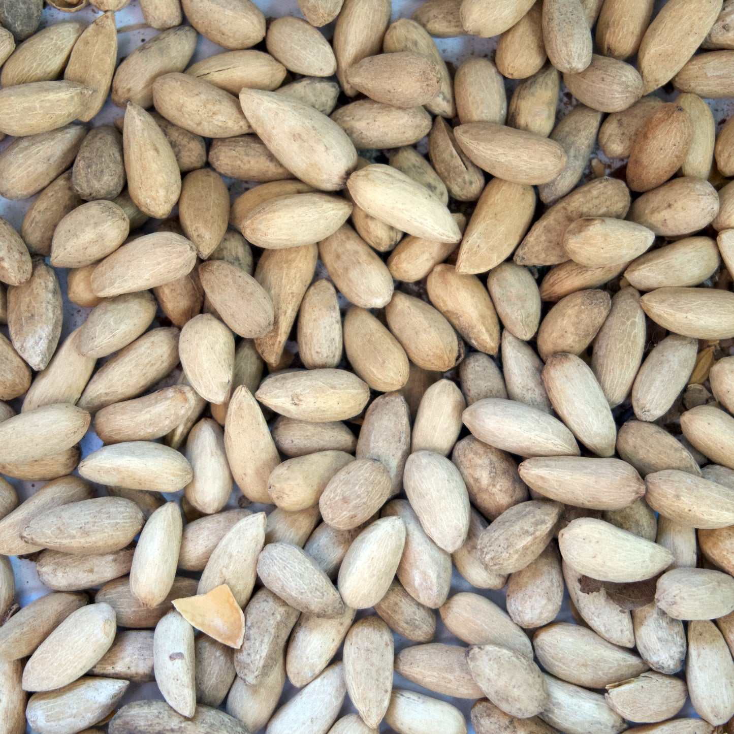 Neem Tree Seeds (Azadirachta indica)