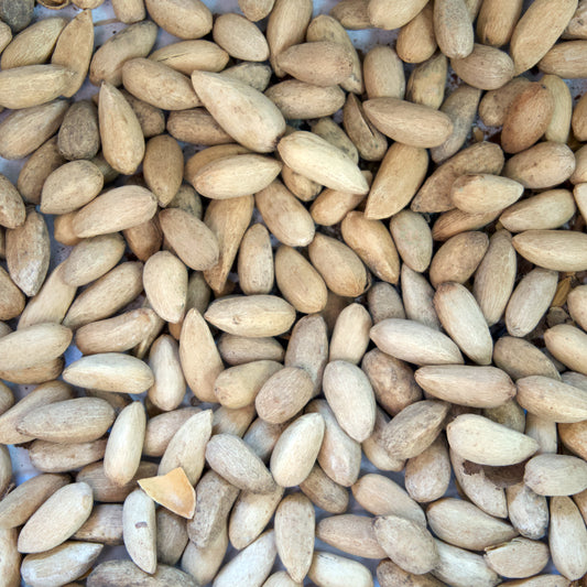Neem Tree Seeds (Azadirachta indica)