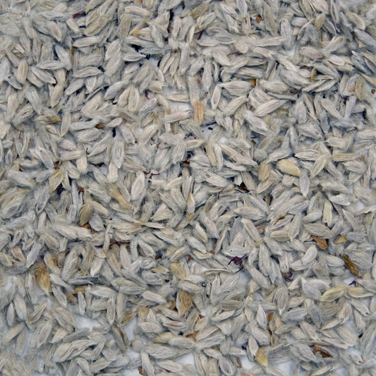 Ocotillo Seeds (Fouquieria splendens)