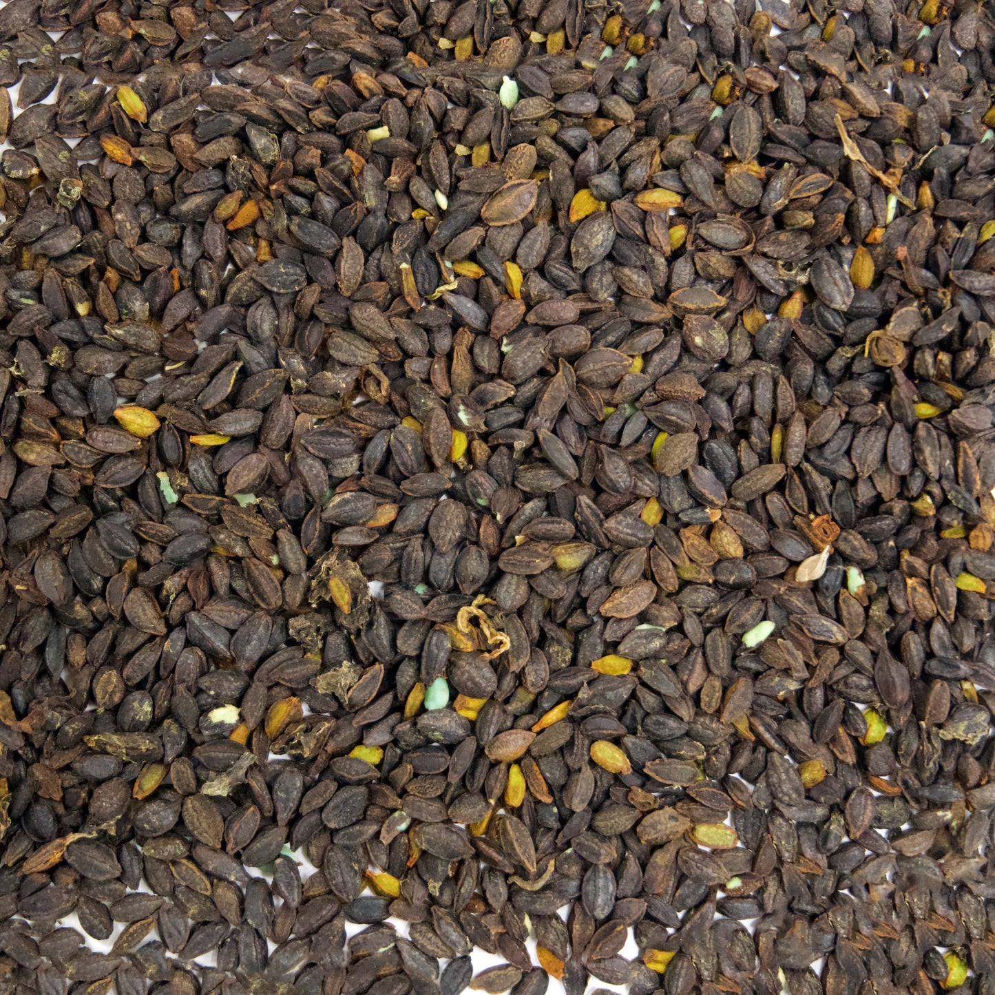 Orange Jewelweed Seeds (Impatiens capensis)