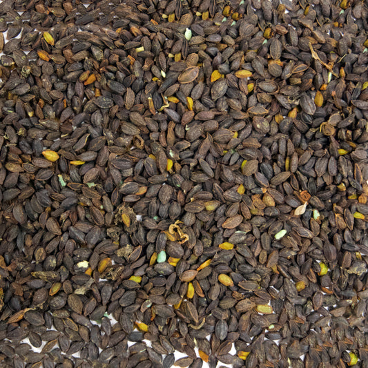 Orange Jewelweed Seeds (Impatiens capensis)