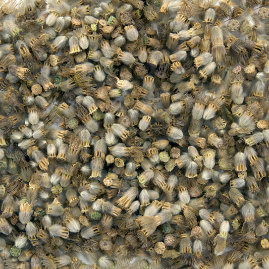 Paper Moon Starflower Seeds (Scabiosa stellata)