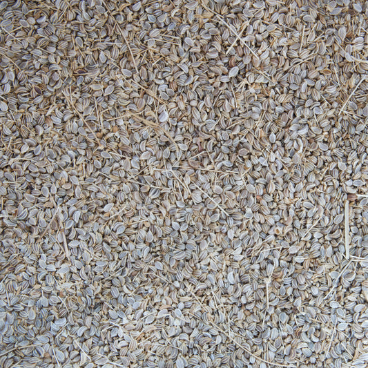 Poison Hemlock Seeds (Conium maculatum)