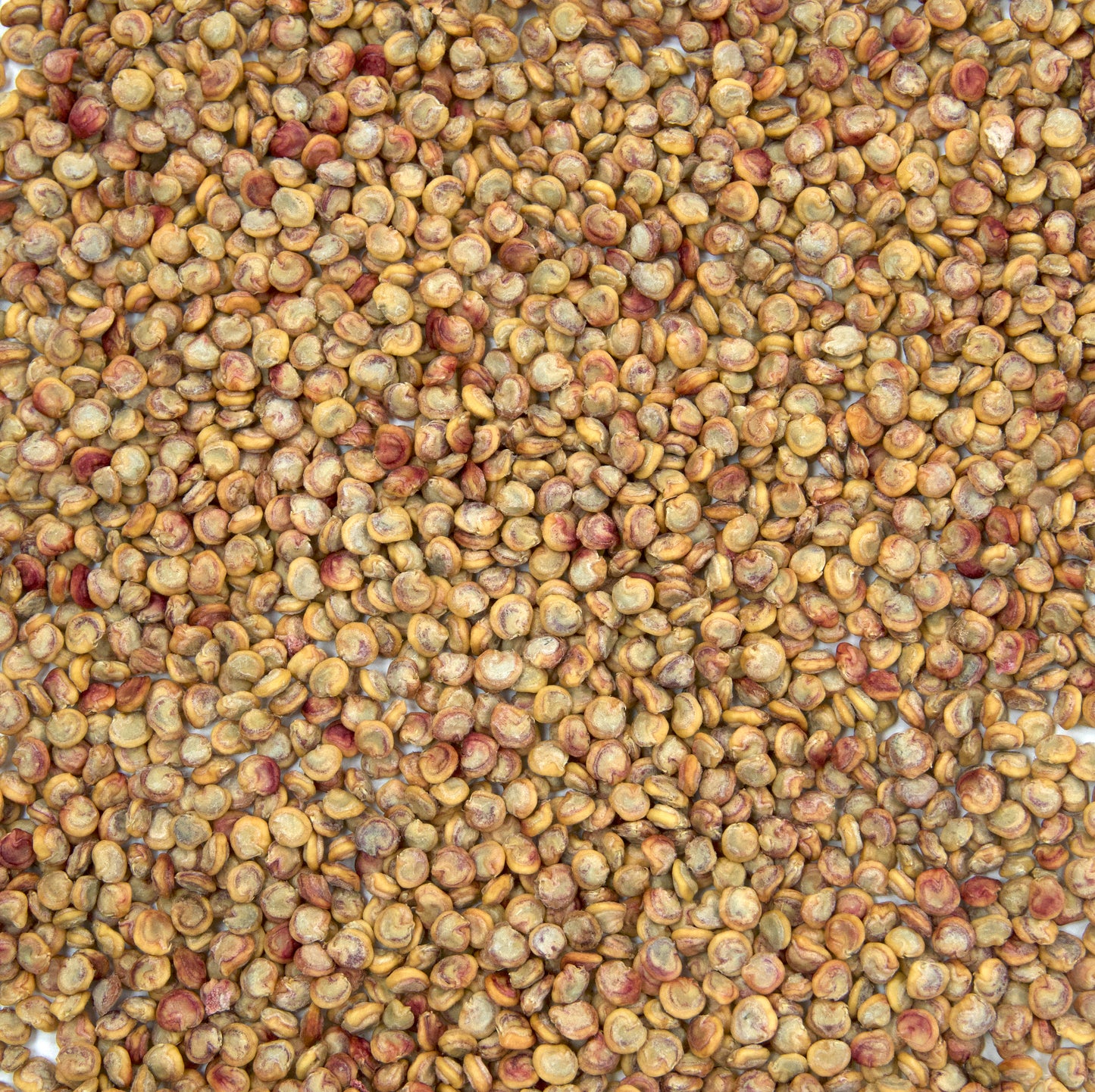 Prickly Pear Cactus Seeds (Opuntia stricta)