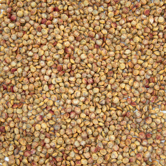 Prickly Pear Cactus Seeds (Opuntia stricta)