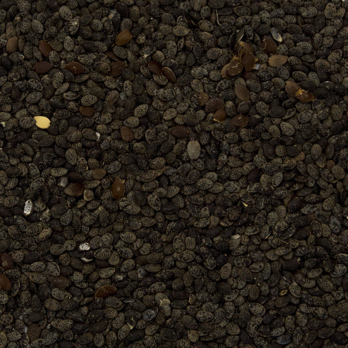 Purple Passionfruit Seeds (Passiflora edulis)