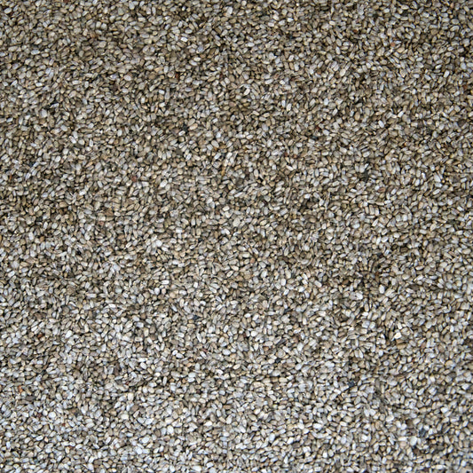 Purple Dead-Nettle Seeds (Lamium purpureum)