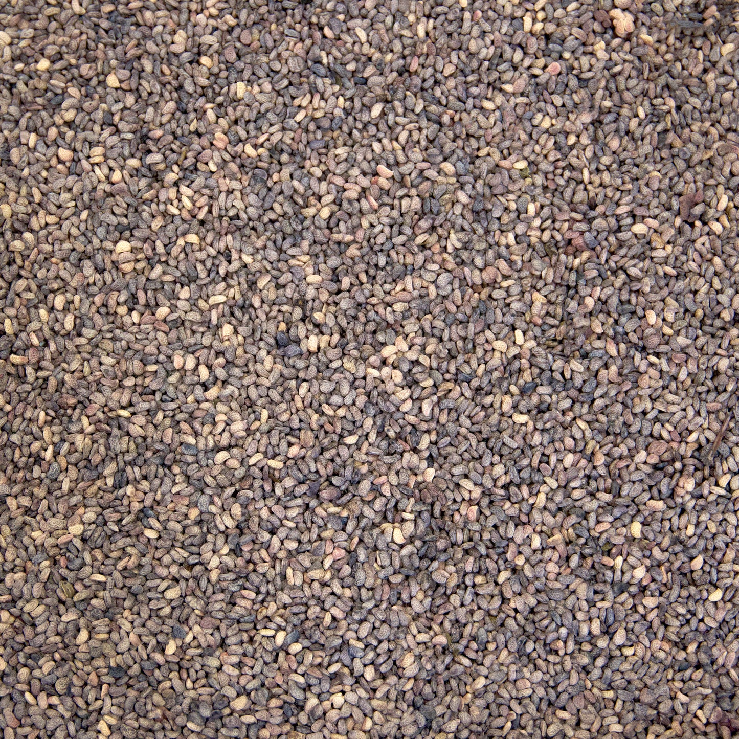 Red Raspberry Seeds (Rubus idaeus)