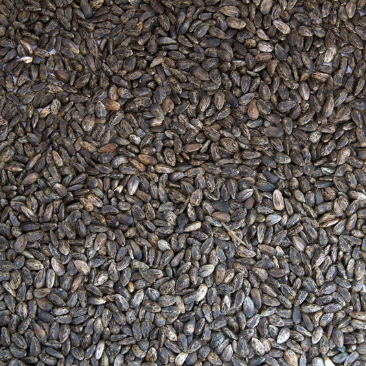 Scotch Thistle Seeds (Onopordom acanthium)