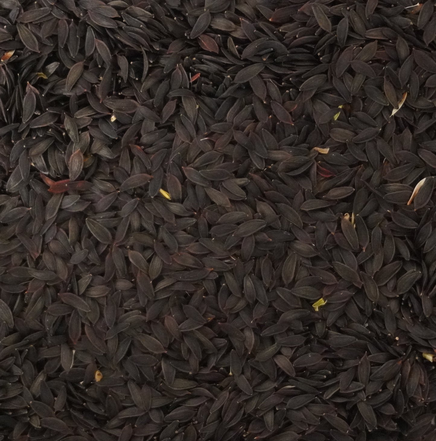 Wild Lettuce Seeds (Lactuca virosa)