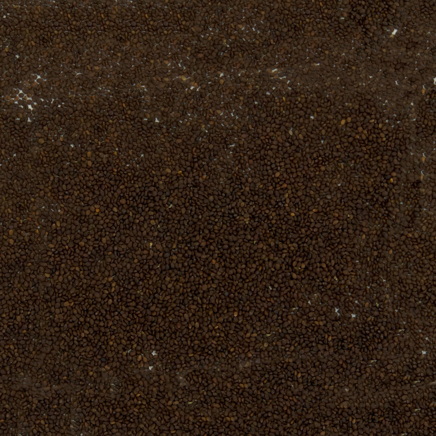 Wild Zaatar Oregano Seeds (Origanum syriacum)