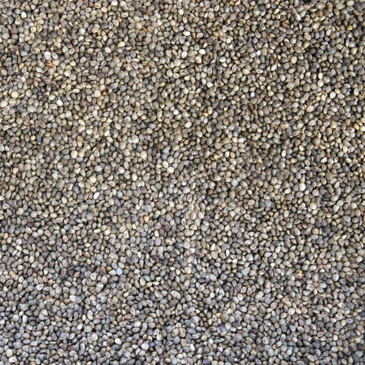 Woolly Lamb's Ear Seeds (Stachys byzantina)