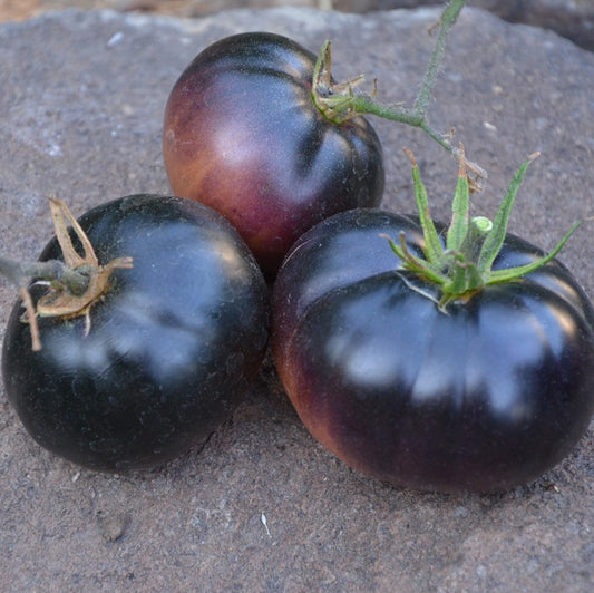 Black Beauty Tomato Seeds