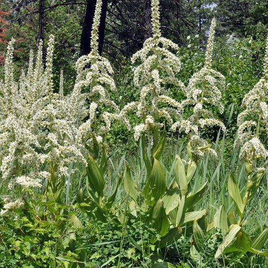 Corn Lily Seeds (Veratrum californicum)