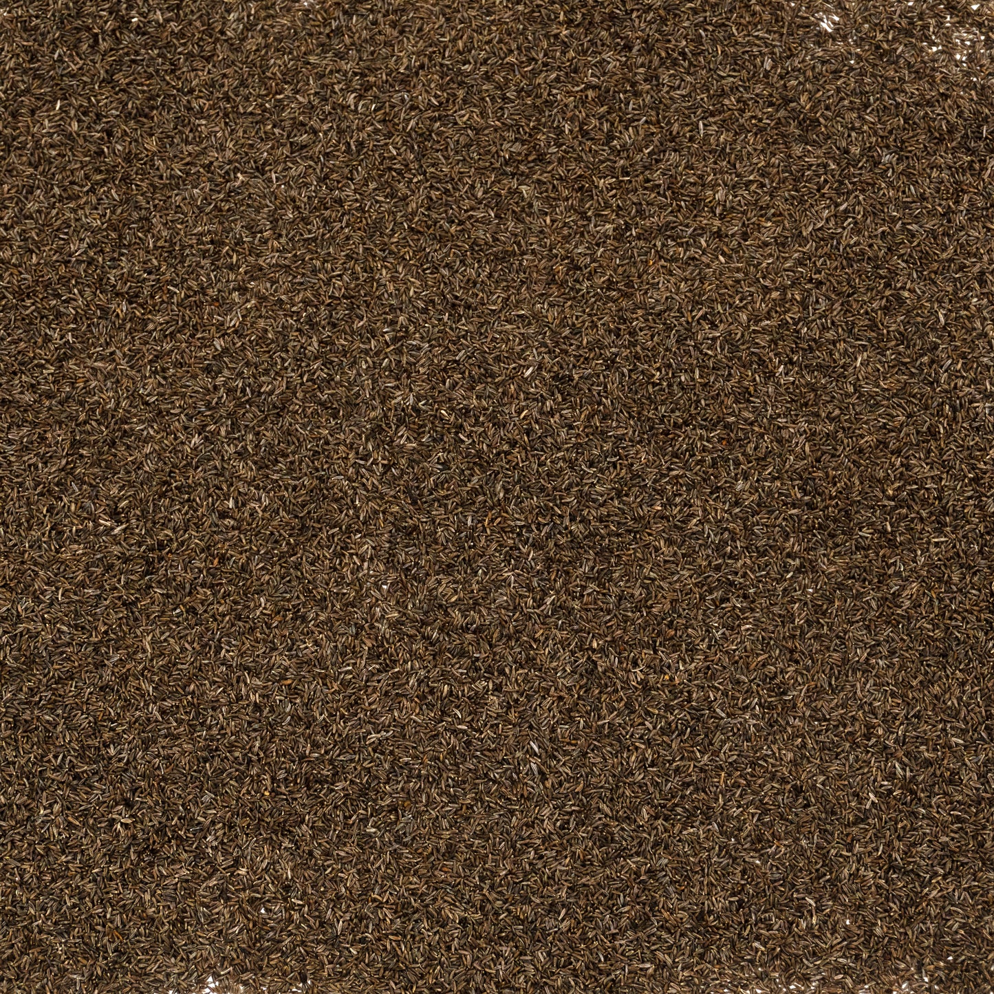 Mugwort Seeds (Artemisia vulgaris)