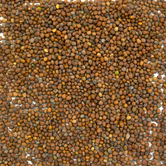 Rat's Tail Radish Seeds (Raphanus sativus)
