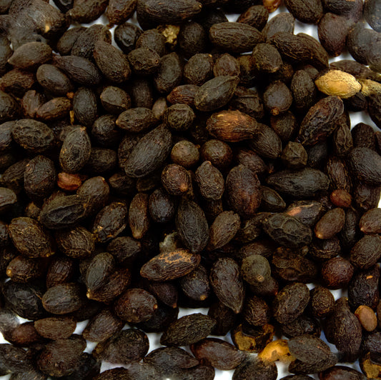 Saw Palmetto Seeds (Serenoa repens) (PACKET ONLY)