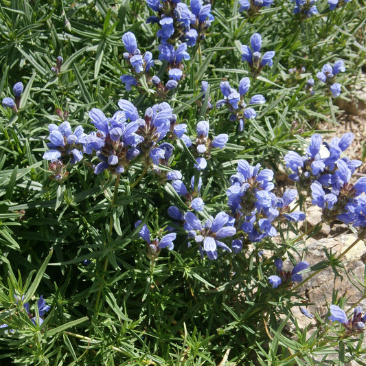 Siberian Balm Seeds (Dracocephalum ruyschiana)